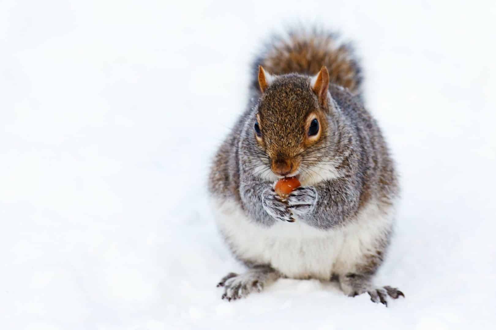 Nibbling incapacità smettere mangiare